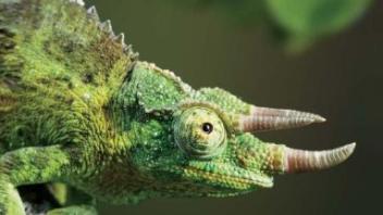 Lizards