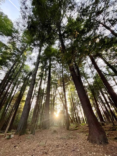Backlit forest of evergreens
